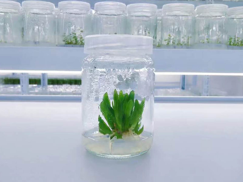 草莓免费视频瓶