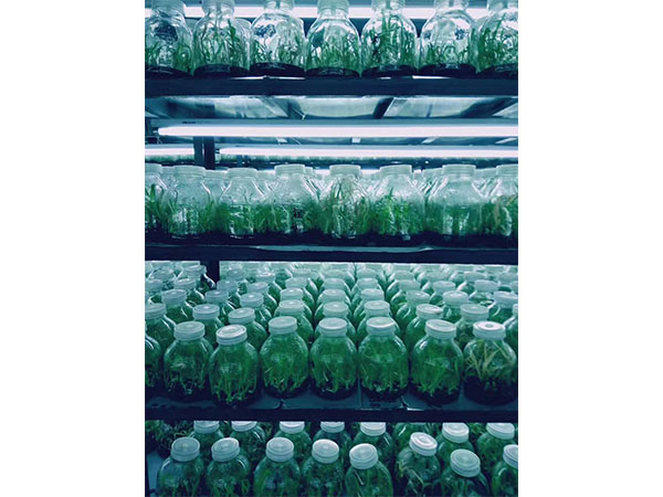 化学消毒剂在植物草莓免费视频中的应用