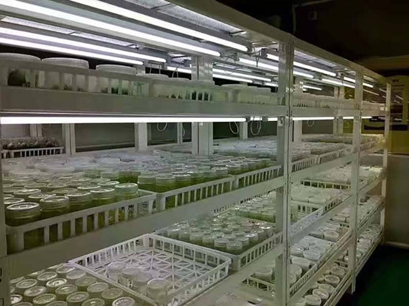 培养架、草莓免费视频架、光照培养架