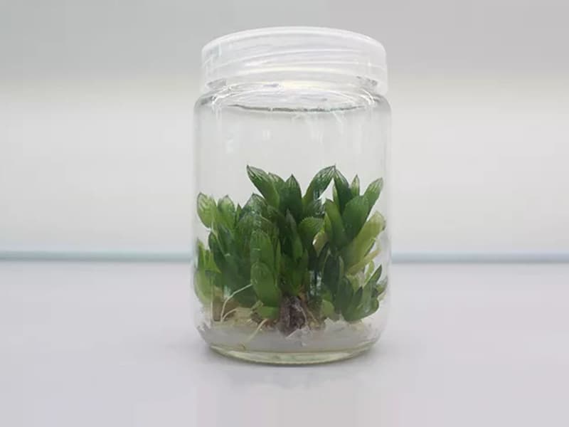 草莓免费视频  草莓免费视频瓶