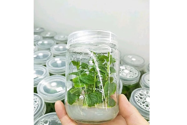 草莓免费视频设备