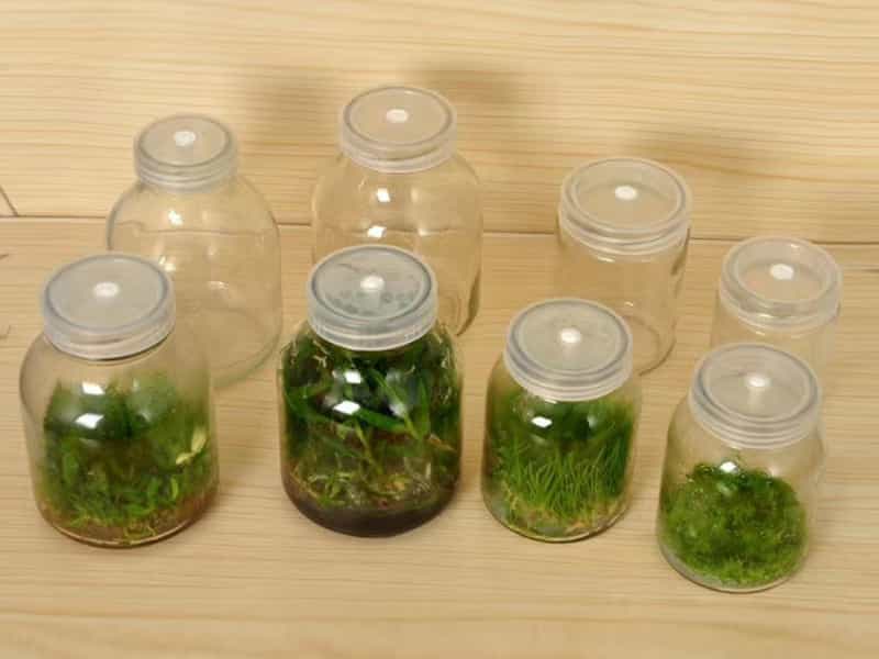 草莓免费视频  草莓免费视频瓶