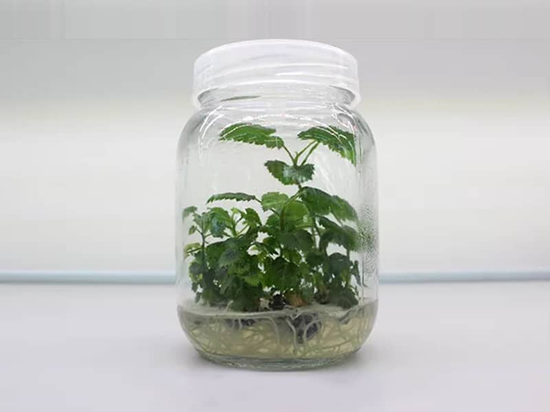 草莓免费视频  草莓免费视频瓶