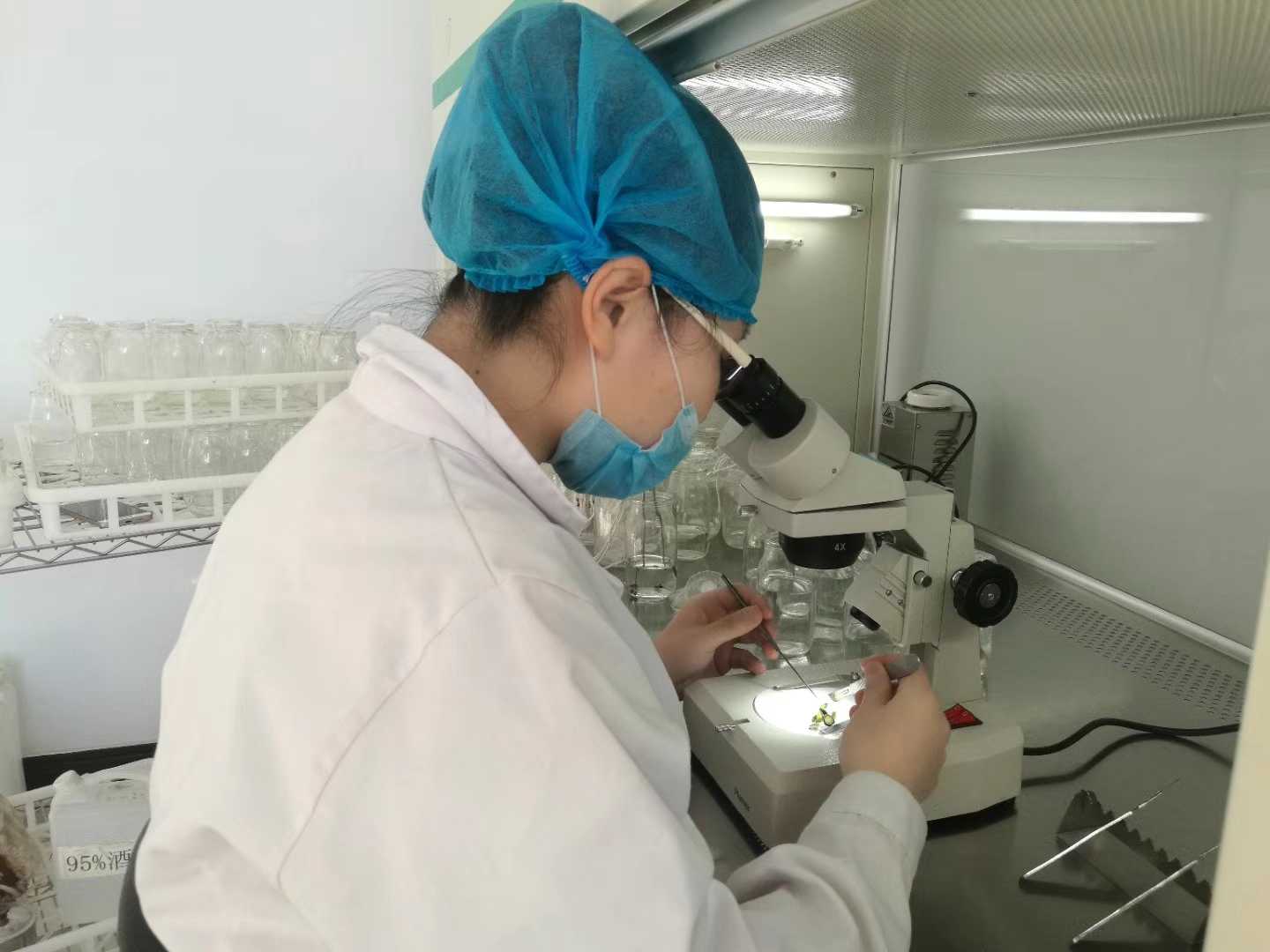 草莓免费视频苗，草莓免费视频，组织培养