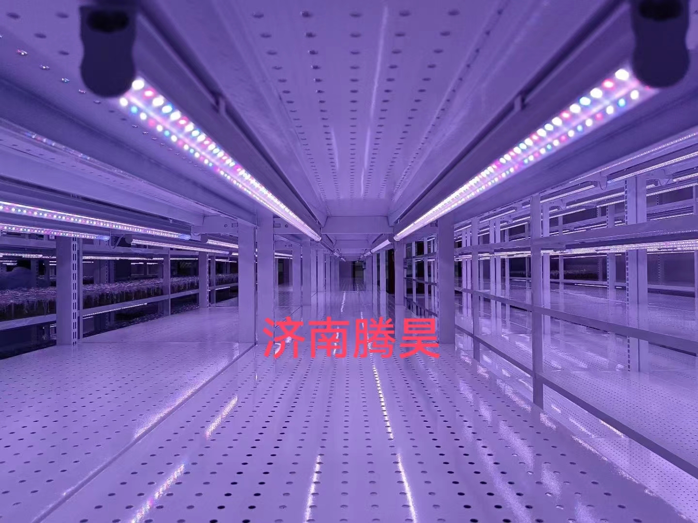 草莓免费视频架，培养架，光照培养架，草莓免费视频室设计，草莓免费视频室无菌净化